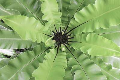 Фотообои GreenDay 2, GREENDAY, Wall street